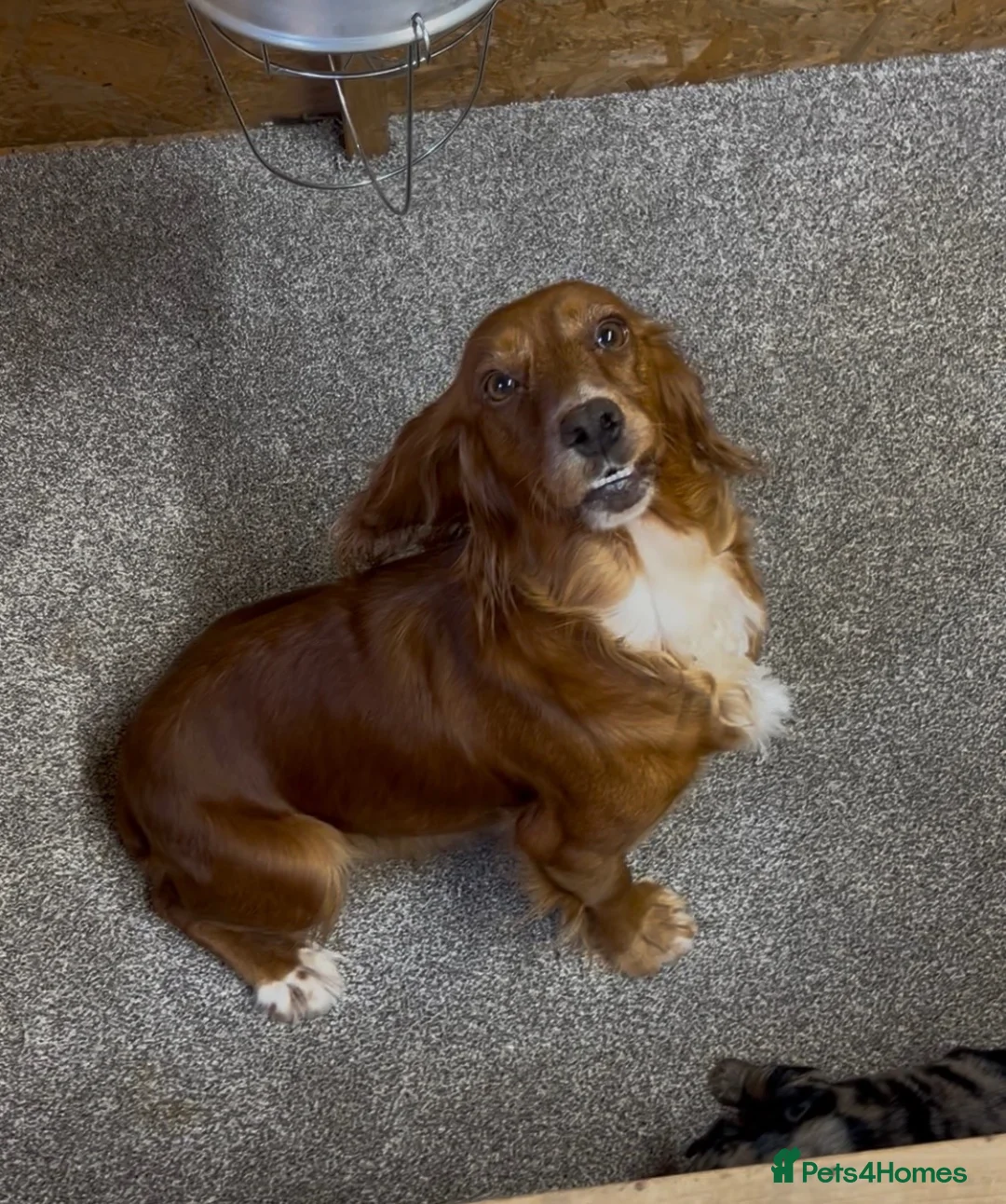 Cocker Spaniel dogs for sale:  Cocker spaniel puppies  - Advert 2