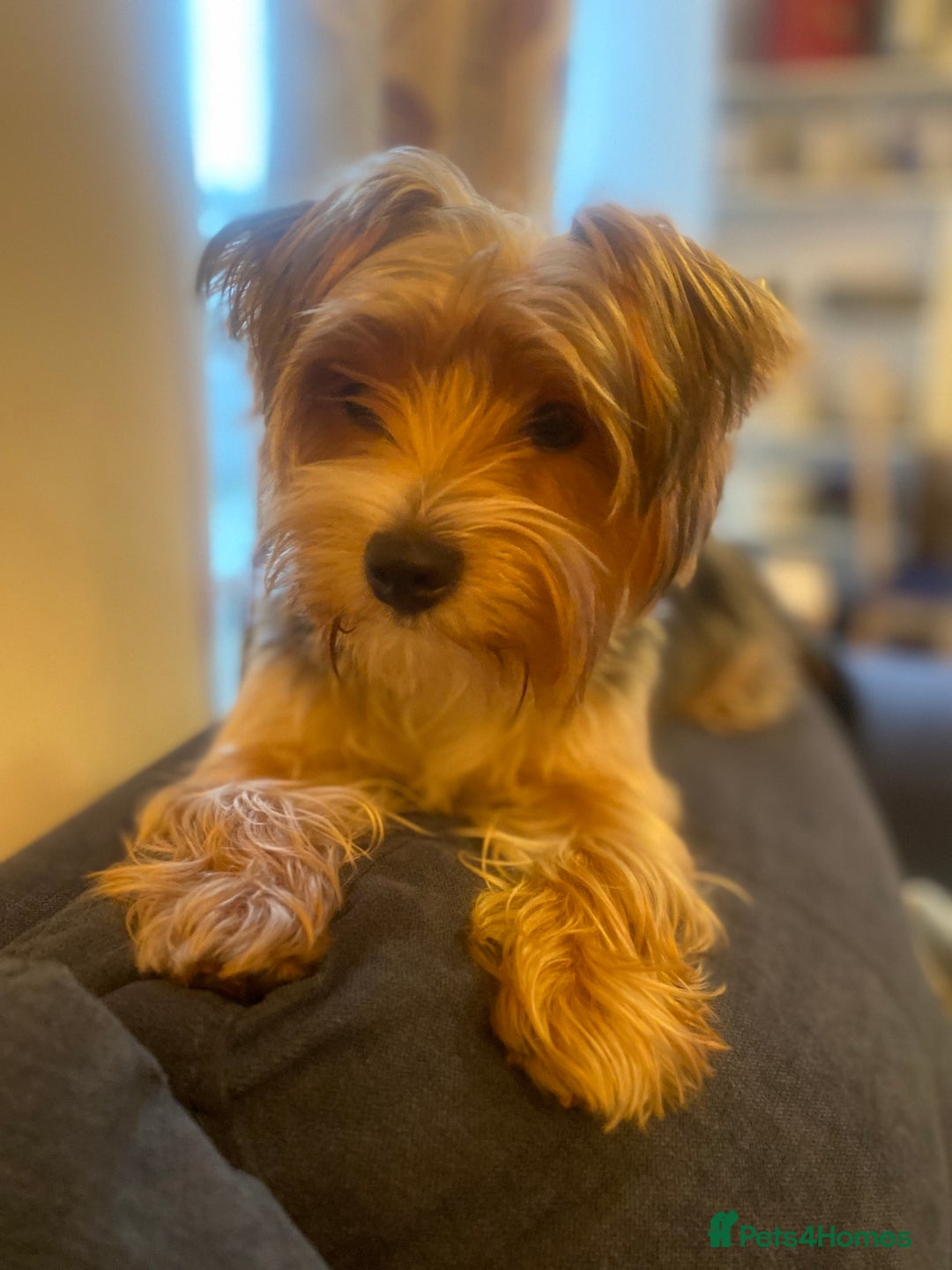 Yorkshire Terrier dogs for stud: 🐶 Yorkshire Terrier Stud Available 🐶 - Advert 14