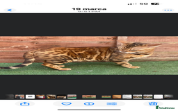 Bengal cats for sale: Amazing TICA registered girl - pregnant  - Image 3
