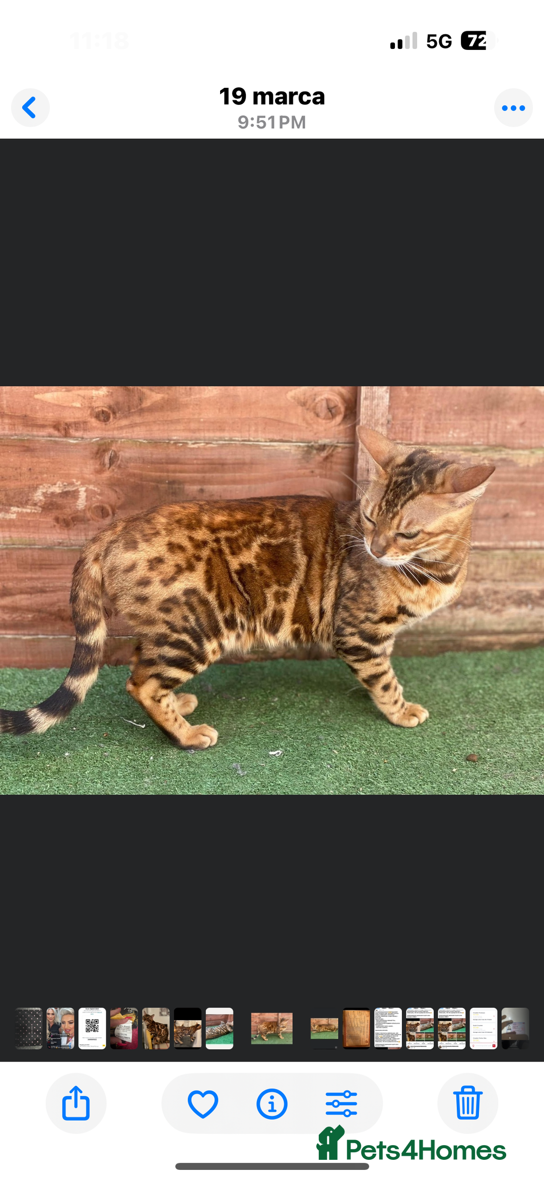 Bengal cats for sale: Amazing TICA registered girl - pregnant  - Image 3
