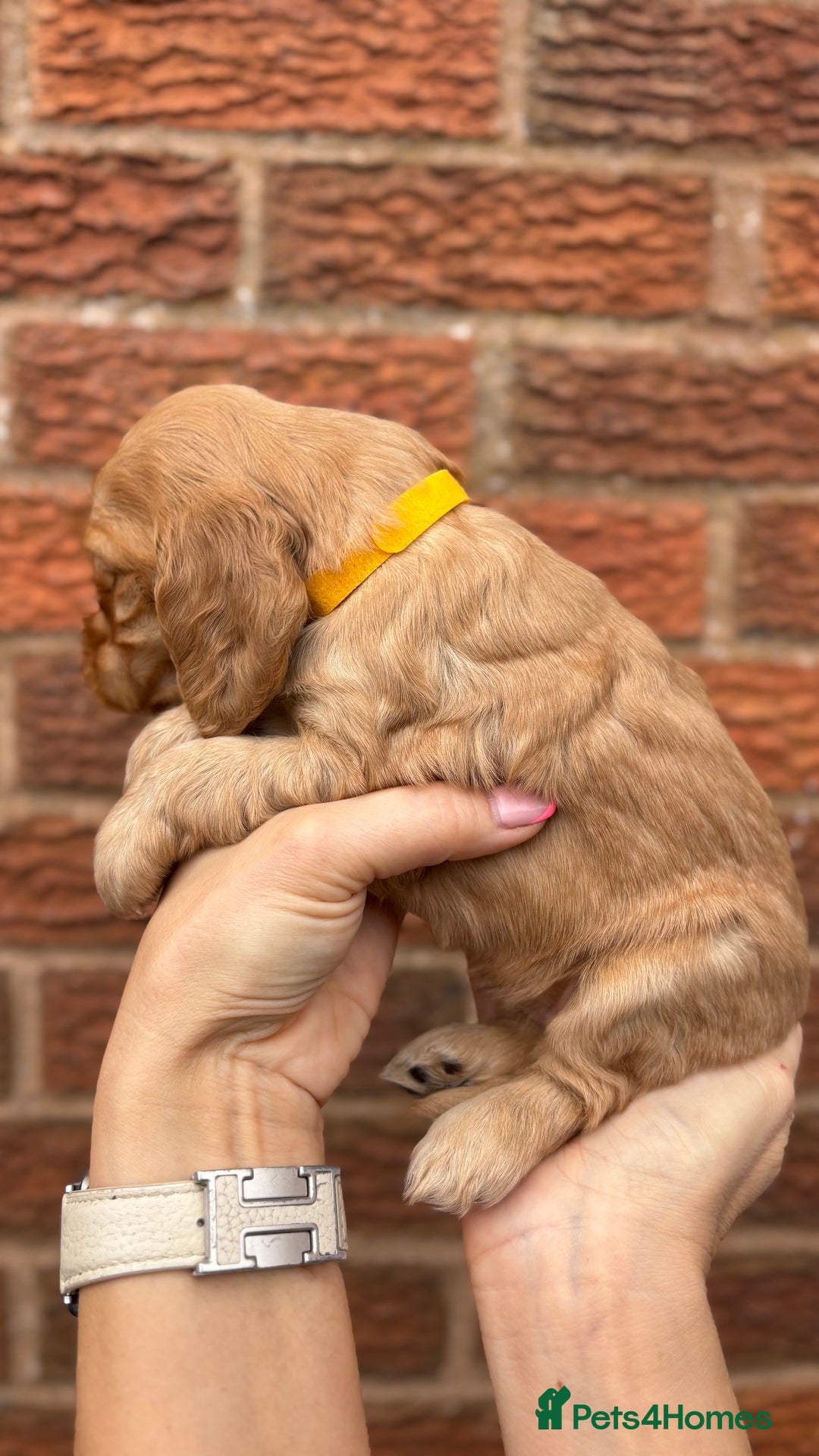 Cocker Spaniel dogs for sale: KC Reg Show Cocker Rizi Bizi bloodline Puppies - Image 8