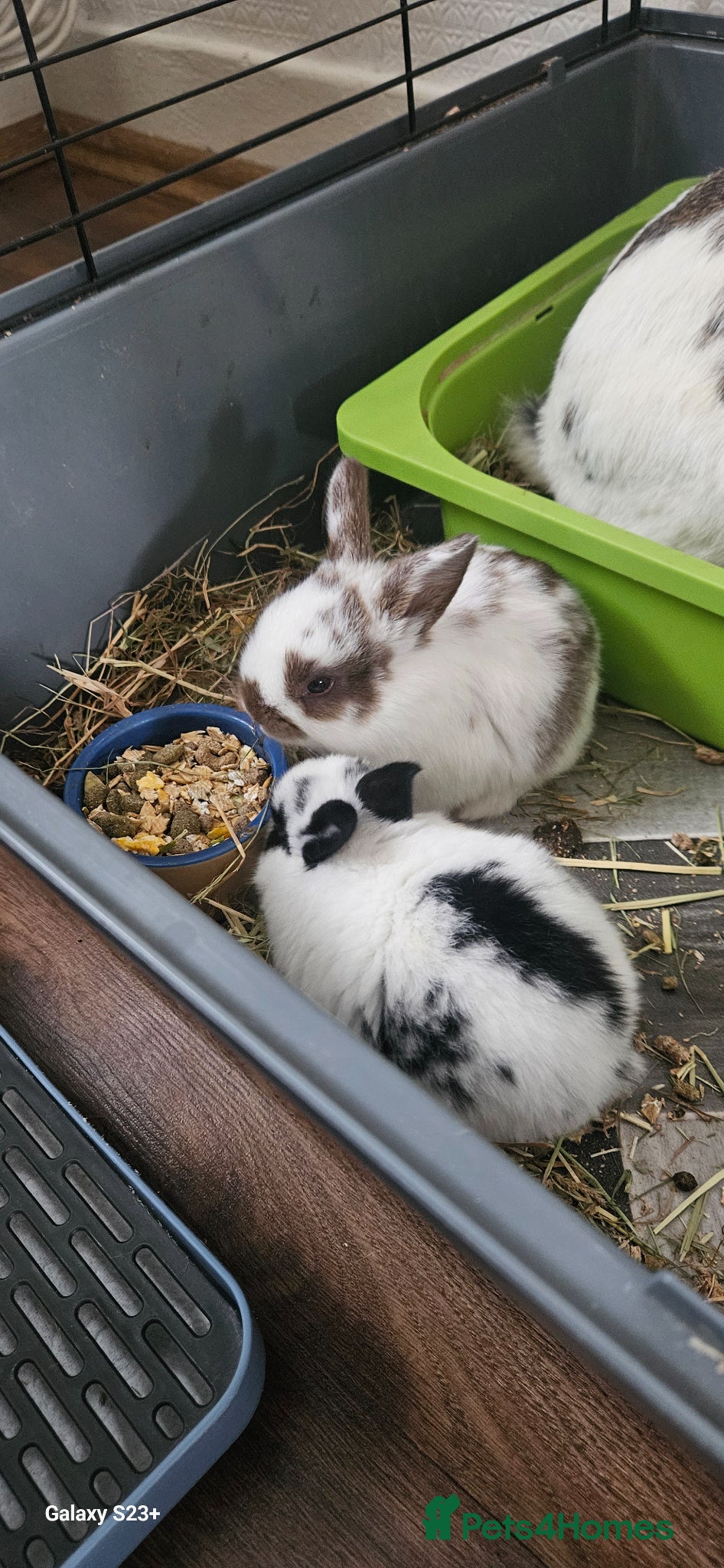 Mixed Breed rabbits They are mix rex and Dutch  - Advert 2