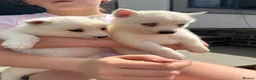 Pomsky dogs for sale: Beautiful F4 blue eyed pomsky puppies - Advert 11