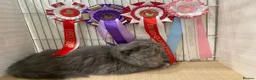Persian cats for sale: GCCF Registered Blue Persian Kittens  - Advert 24