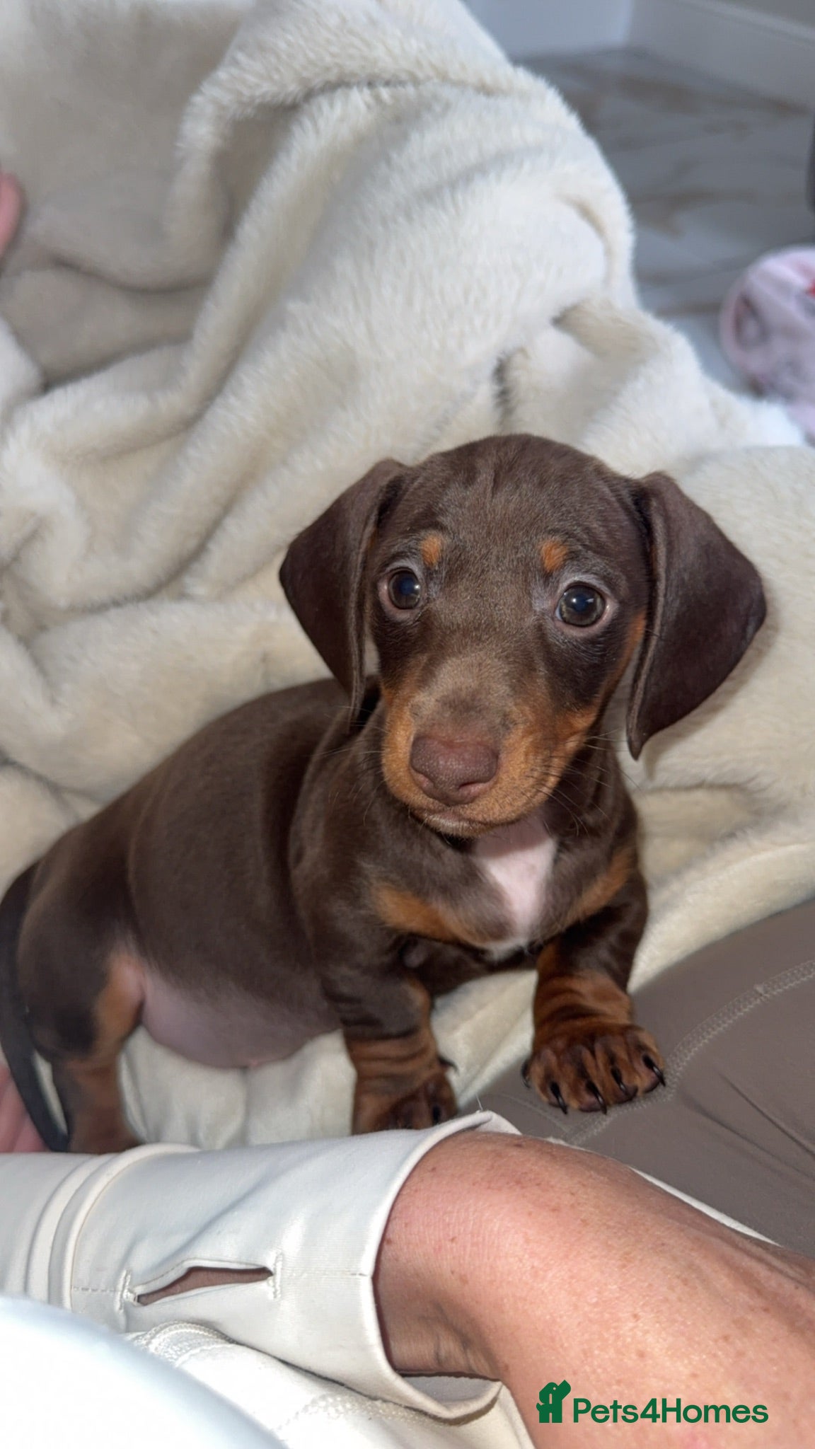 Dachshund dogs Miniature Dachshund GIRL READY TO LEAVE  - Advert 9