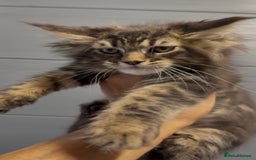 Maine Coon cats for sale: XL maine coon kittens Russia bloodlines Ready Now in Spalding - Image 19
