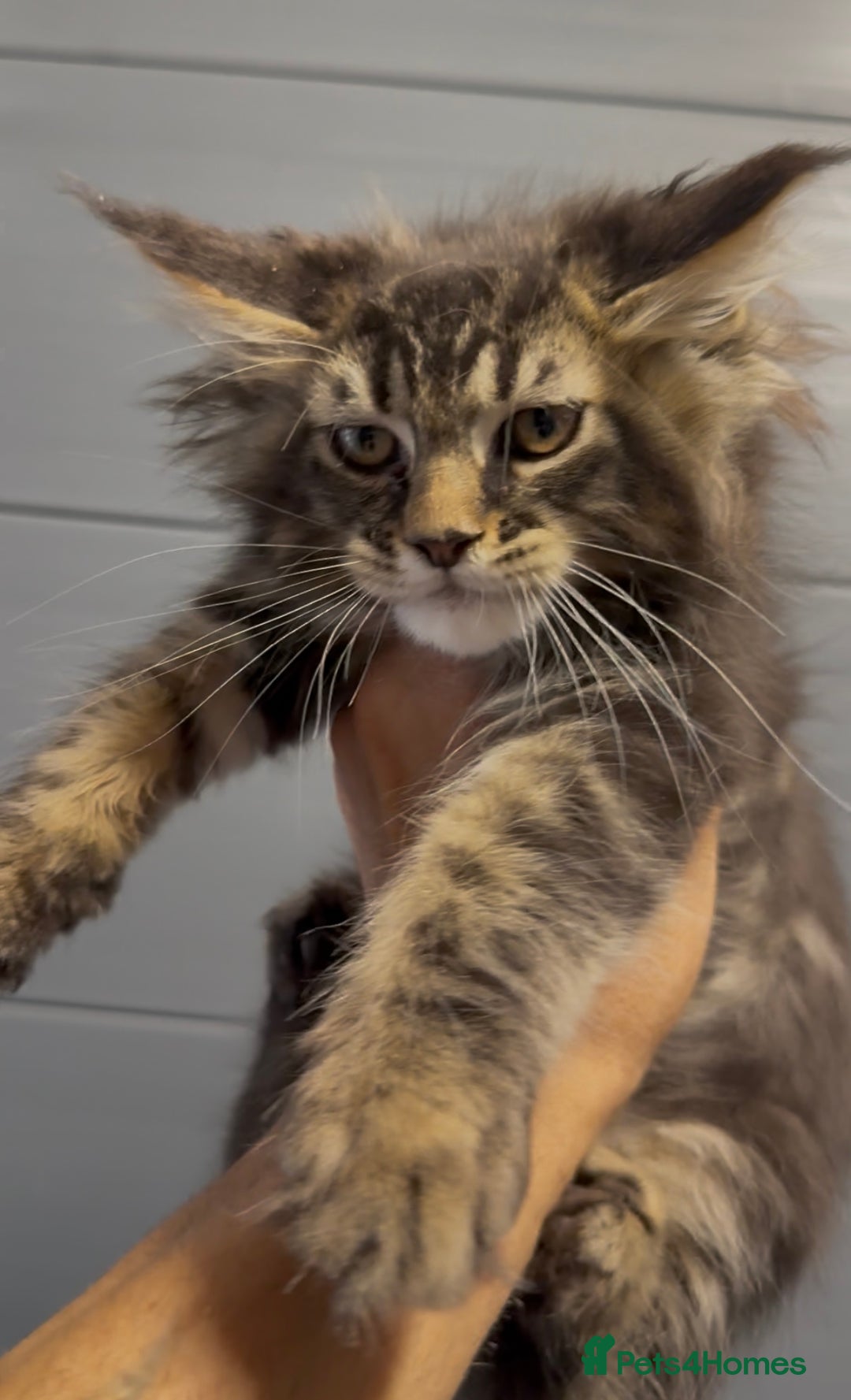 Maine Coon cats for sale: XL maine coon kittens Russia bloodlines Ready Now in Spalding - Image 19
