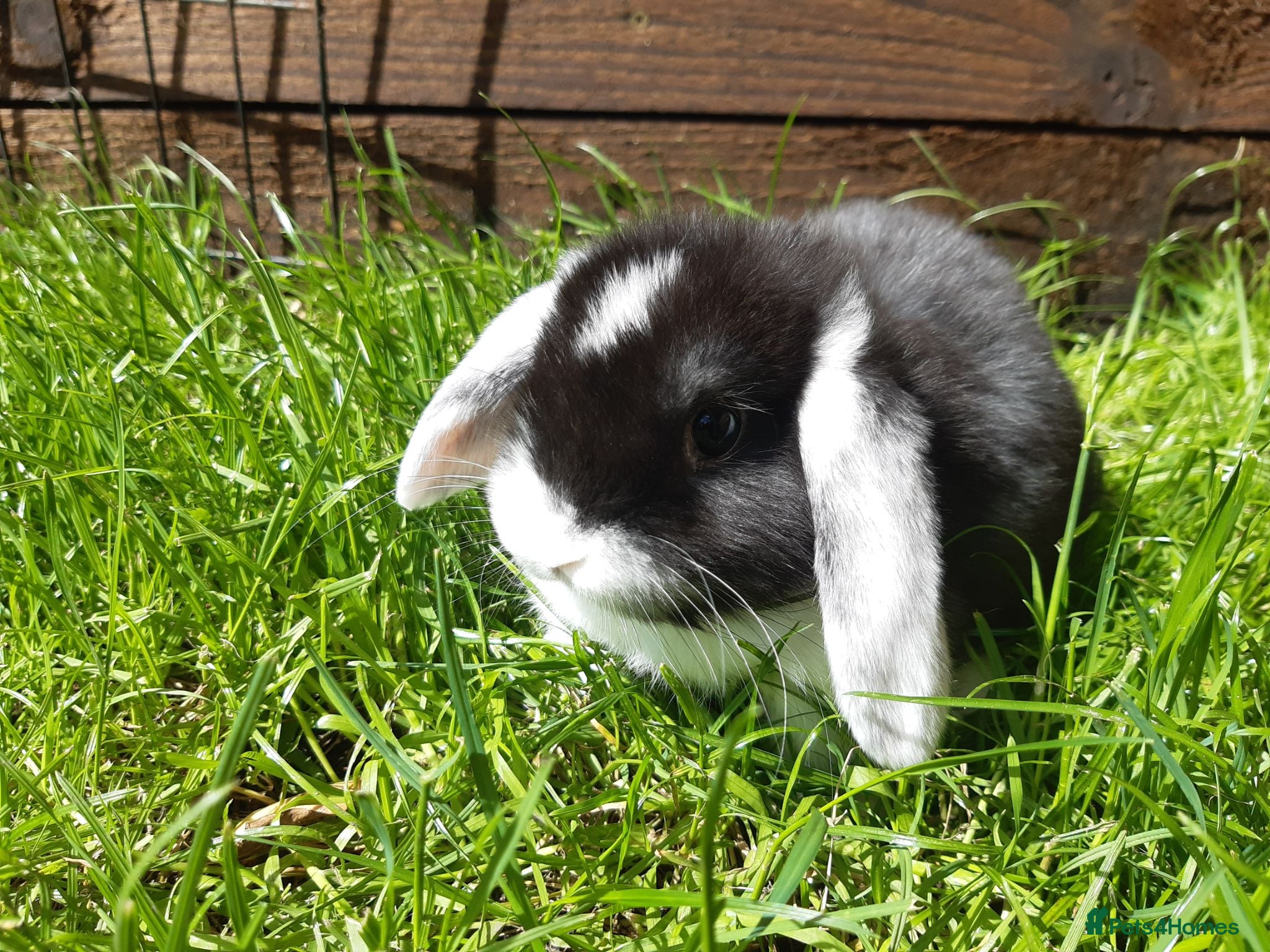 Mini Lop rabbits Gorgeous Mini Lops  - Advert 1