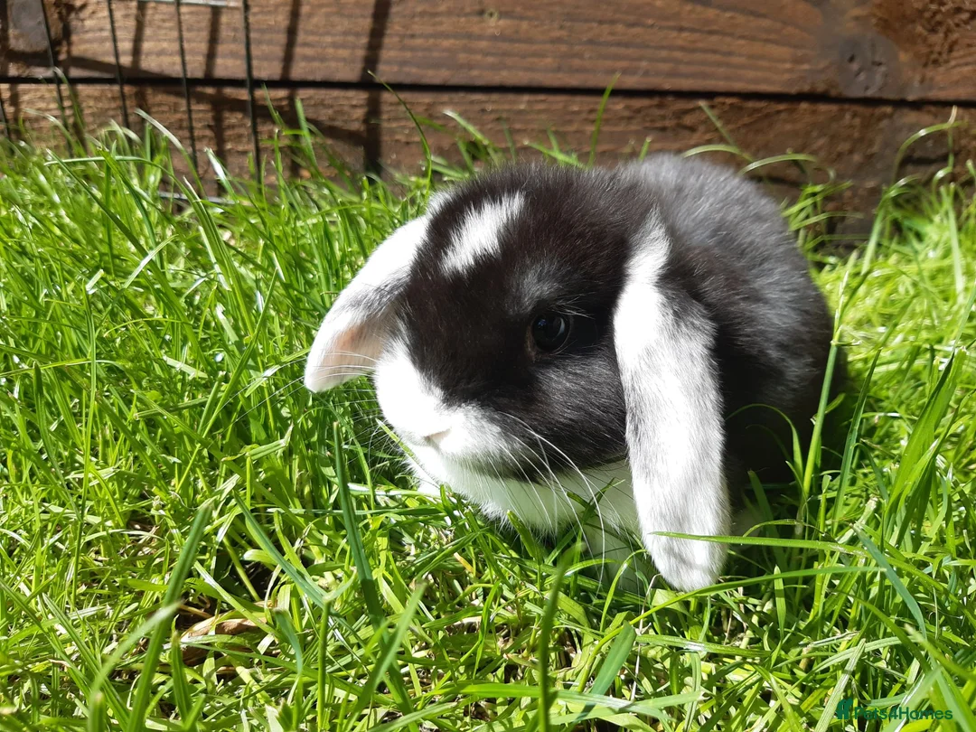 Mini Lop rabbits for sale: Gorgeous Mini Lops  - Advert 1