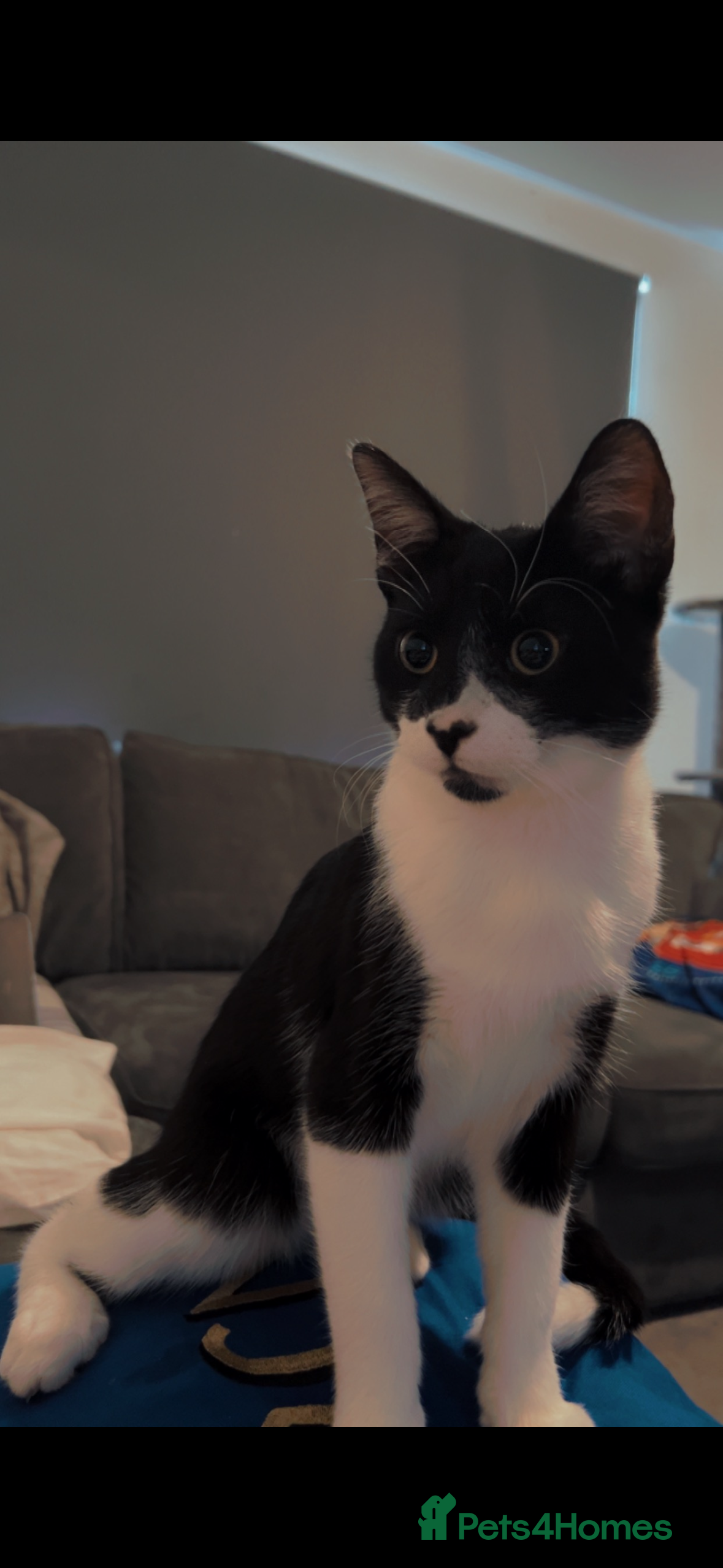 Mixed Breed cats Po - male cat  - Advert 2