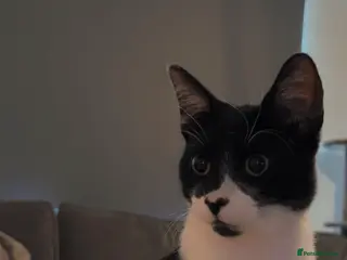 Mixed Breed cats Po - male cat - Advert 1