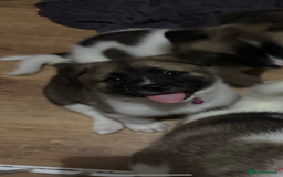 Akita dogs for sale: 5 Beautiful akita puppies in Willenhall - Image 18