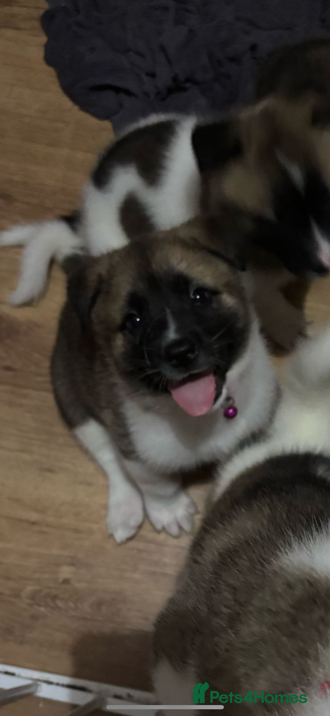 Akita dogs for sale: 5 Beautiful akita puppies in Willenhall - Image 18