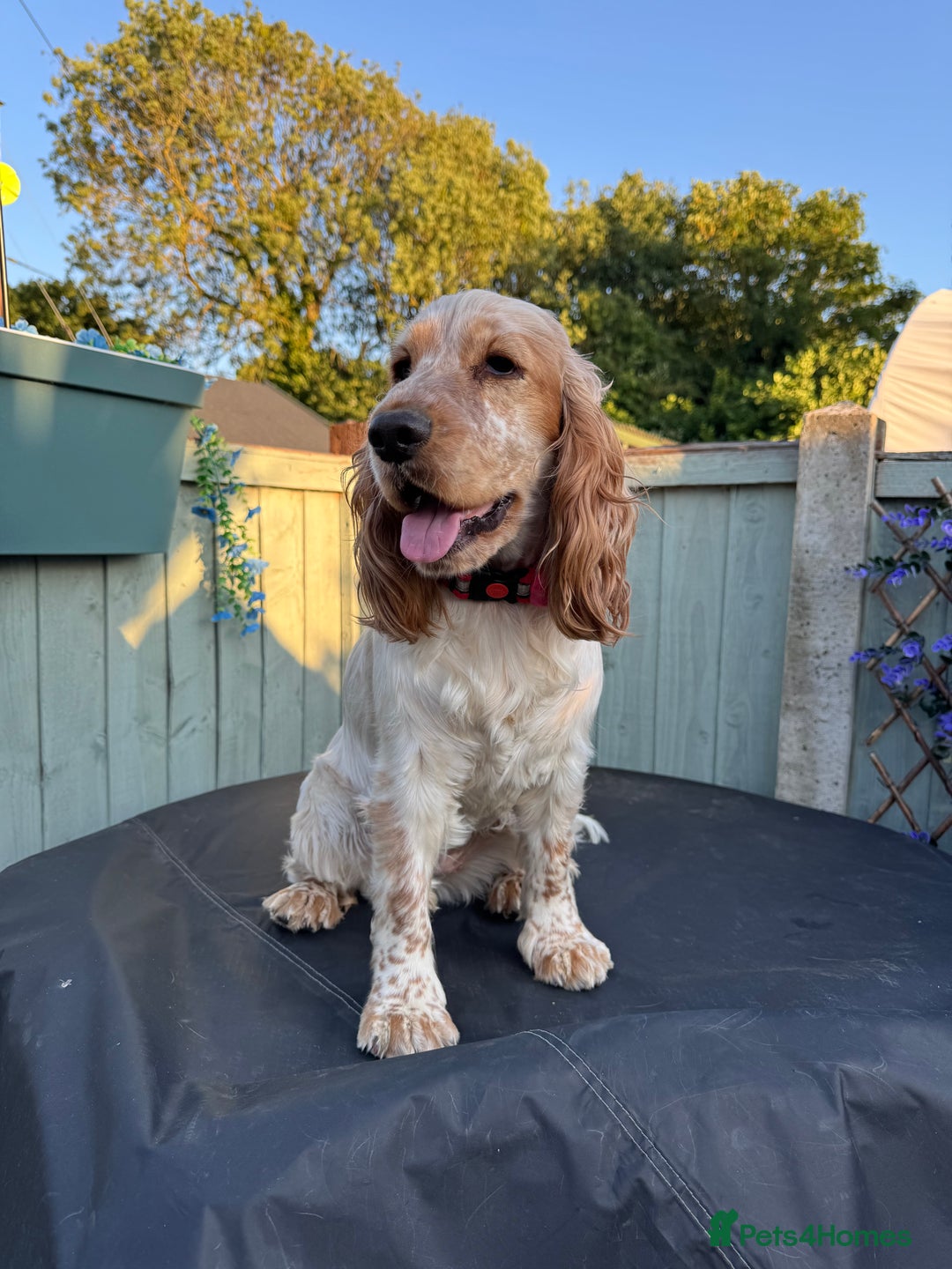 Cocker Spaniel dogs for sale: Peach 🍑❤️ - Image 2