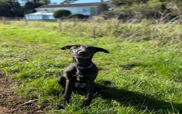 Lurcher dogs for sale: Lurcher pup - Image 4