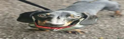 Dachshund dogs for sale: Dachshund Milo - Advert 6