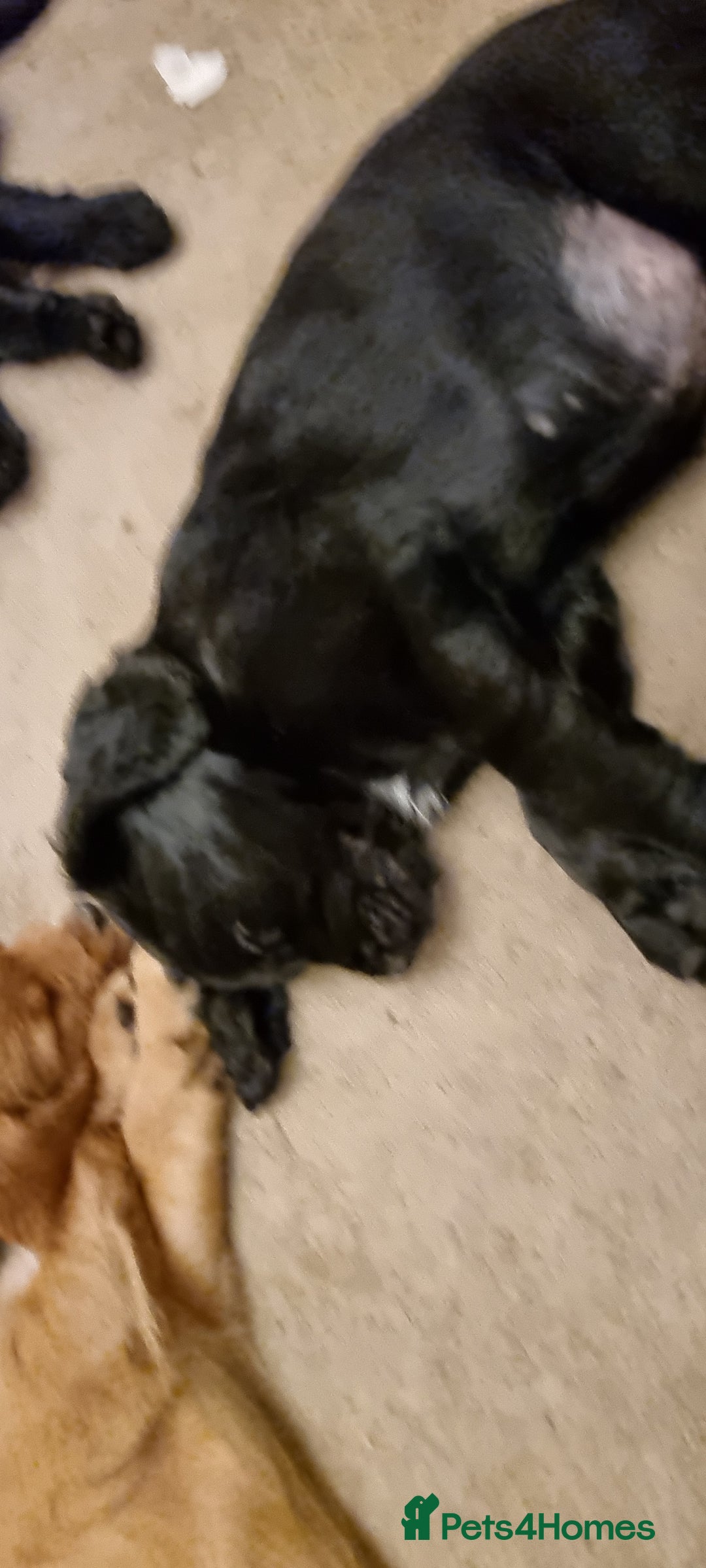 Mixed Breed dogs for sale: Ready for our forever homes - Advert 11