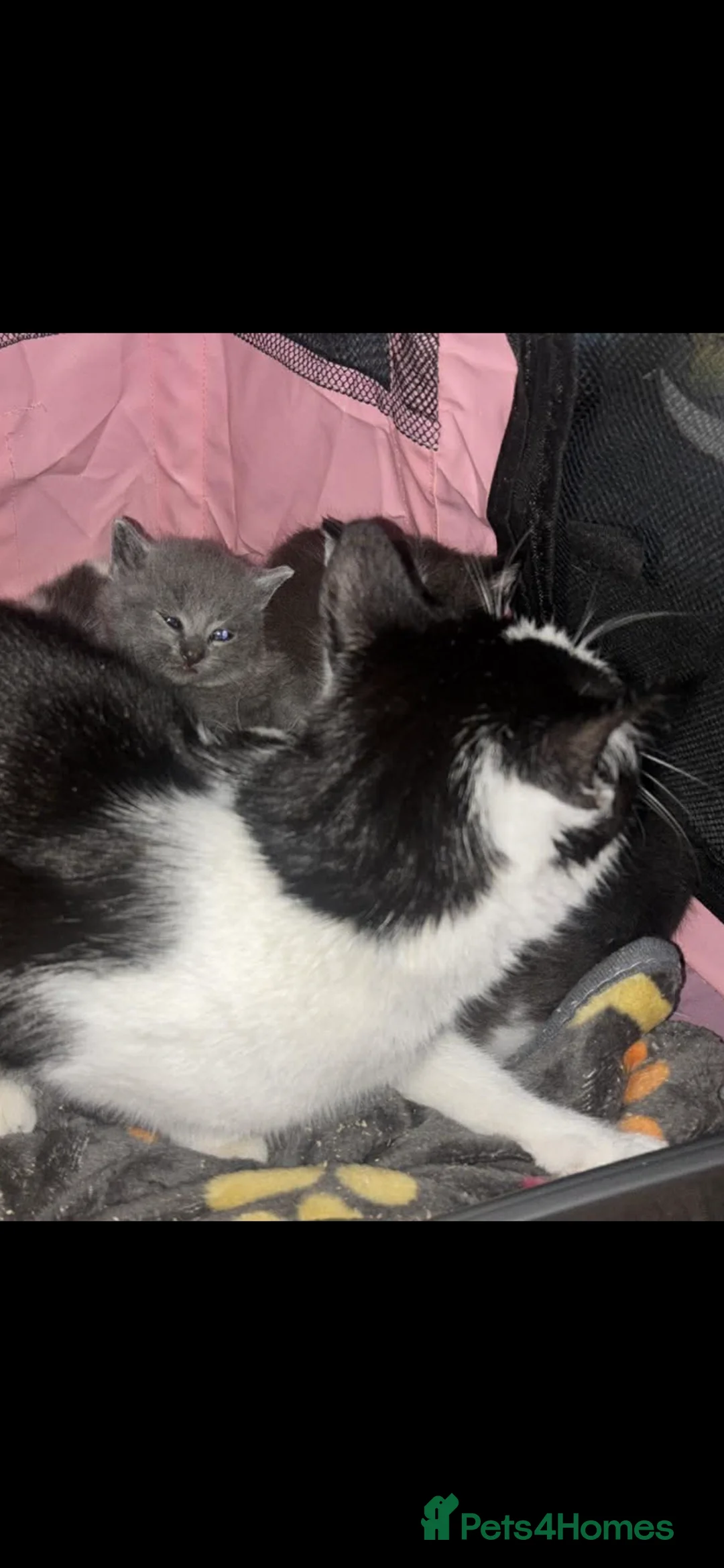 Mixed Breed cats for sale: Kittens female and male  - Advert 10