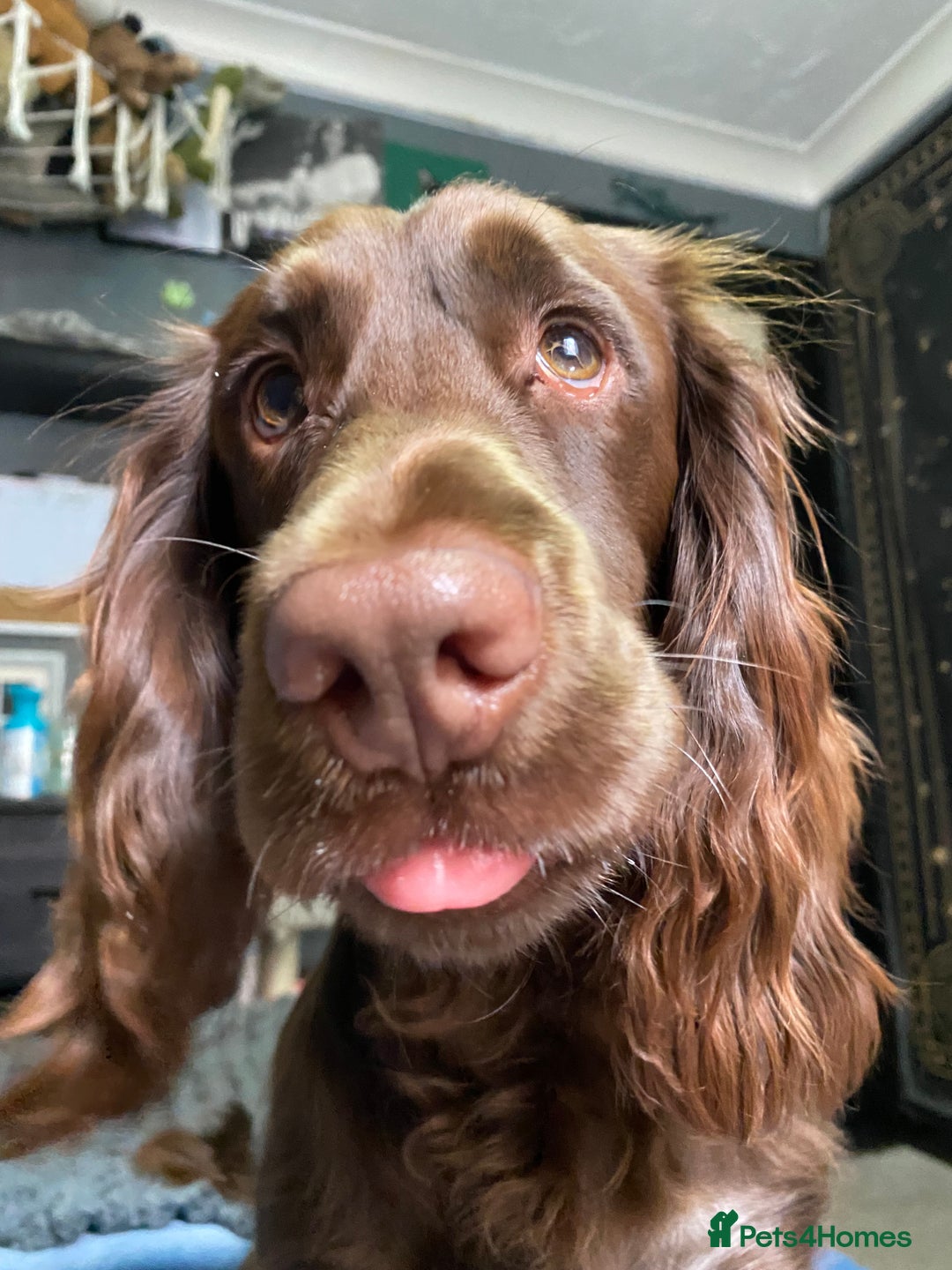 Cocker Spaniel dogs for sale: Cocker spaniel for unfortunate rehome🐶 - Image 8