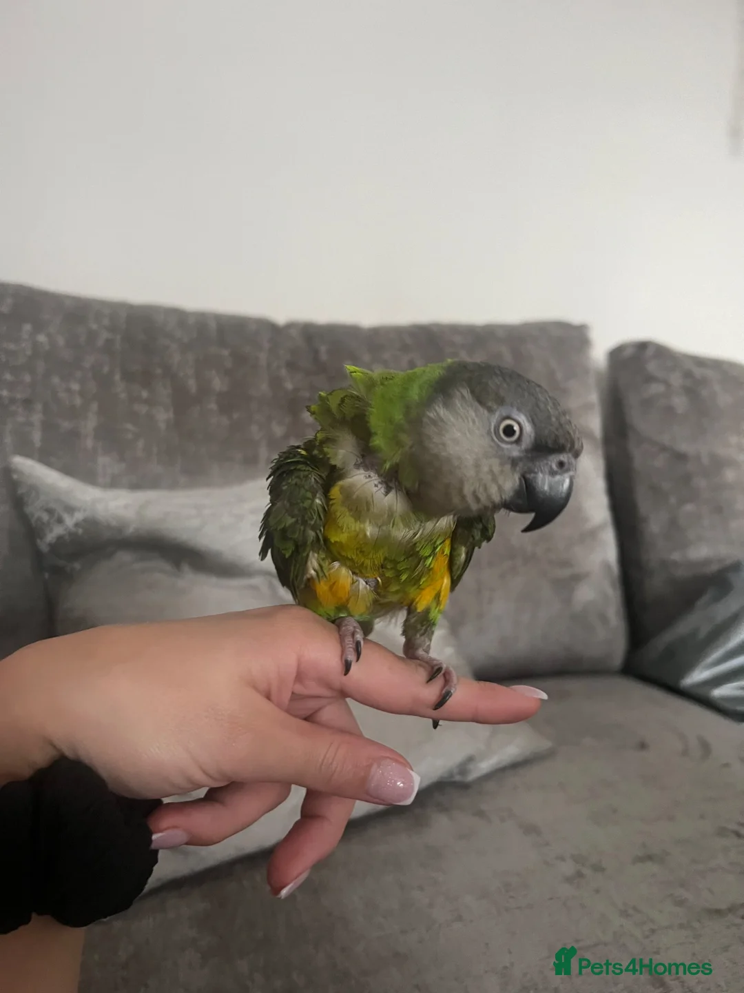 Parrots birds for sale: African Senegal  - Advert 7