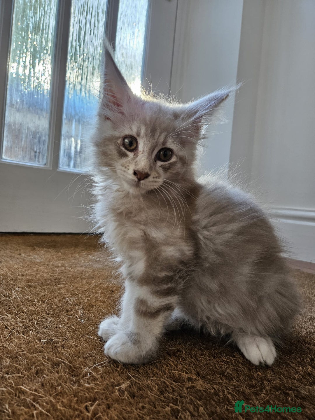 Maine Coon cats for sale: XL Maine Coon kittens - Image 23