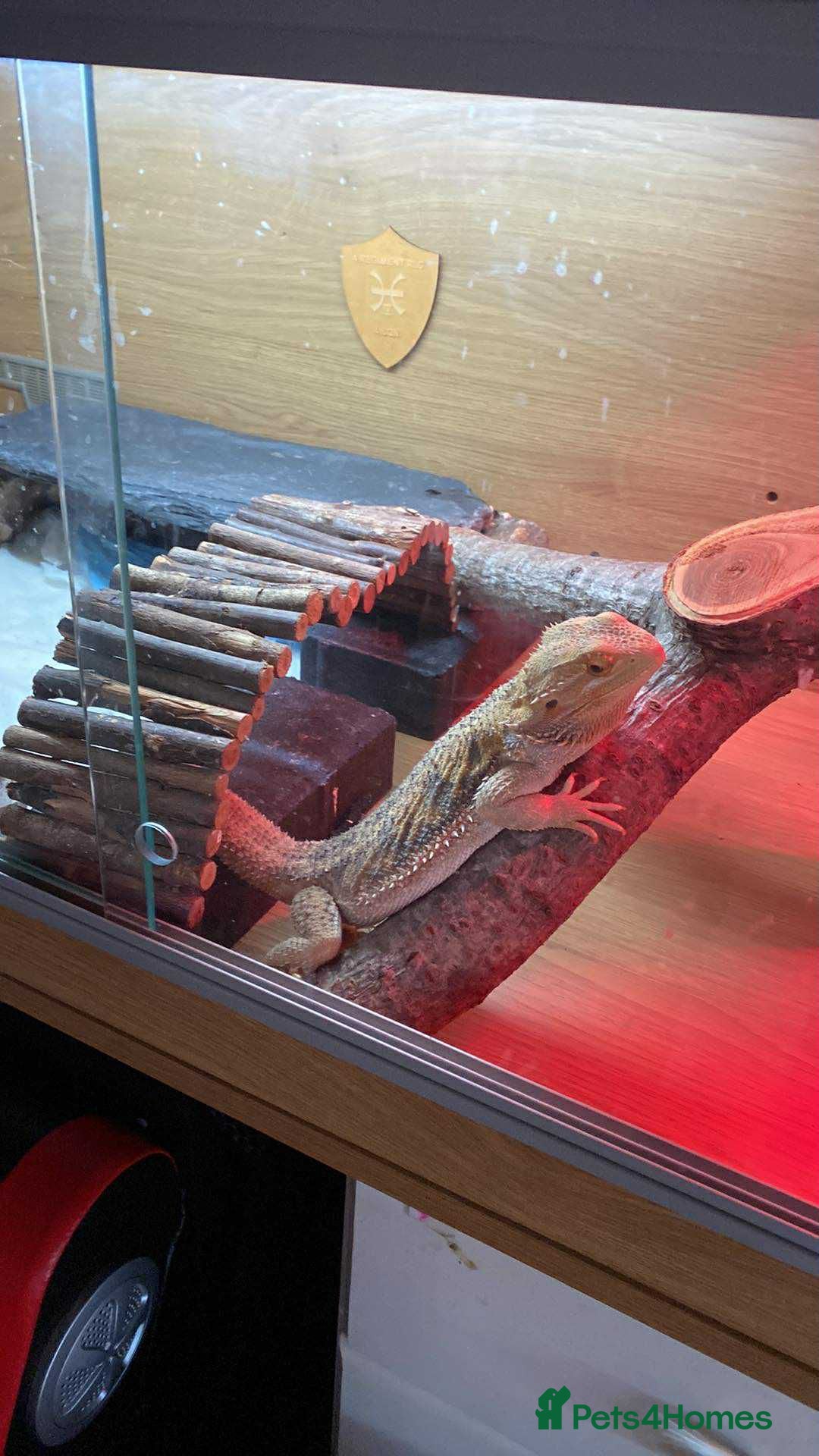 Bearded Dragon reptiles for sale: Bearded Dragons - Advert 3