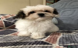 Mixed Breed dogs for sale: shihtzu x maltese  - Image 1
