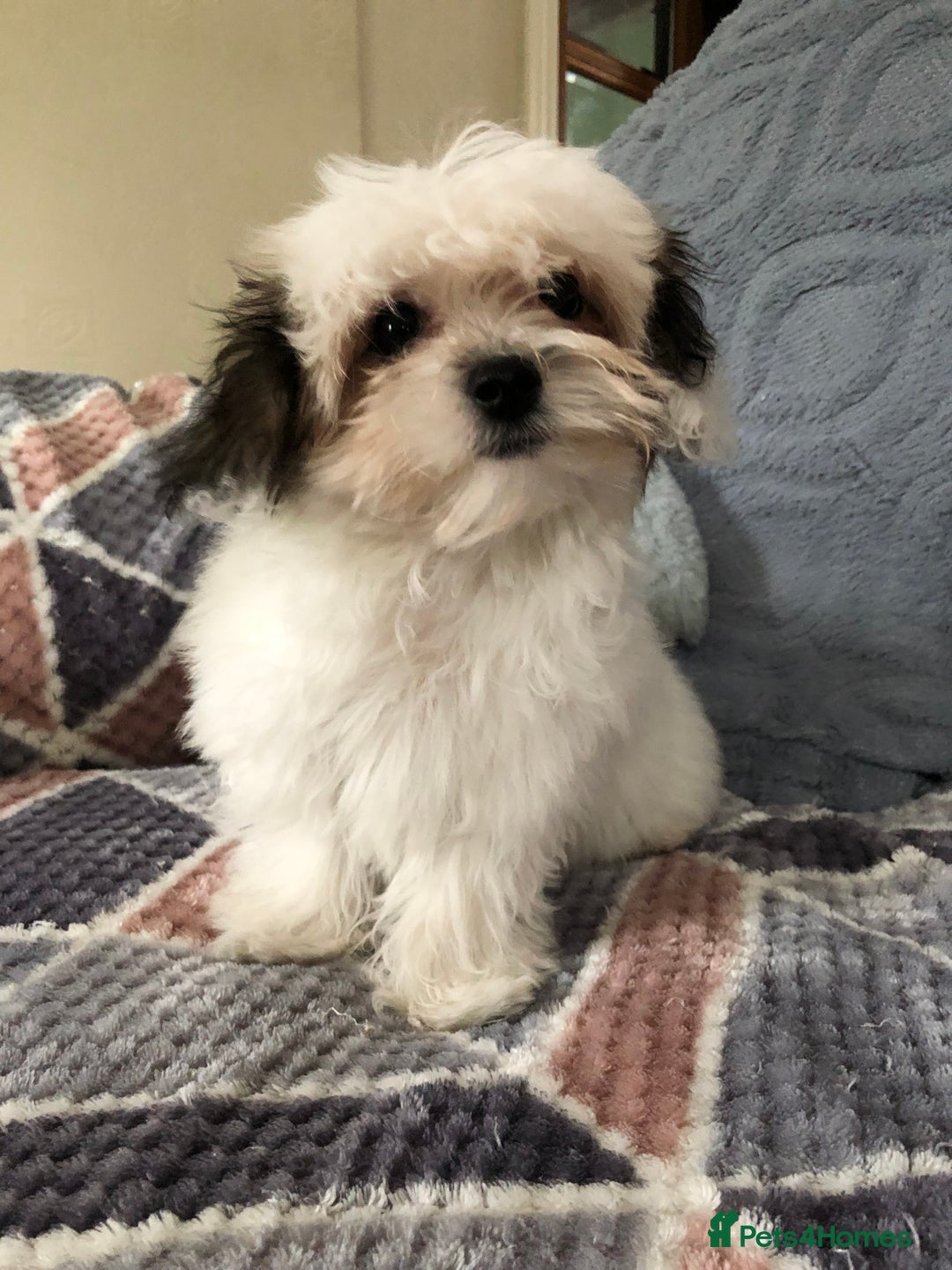 Mixed Breed dogs for sale: shihtzu x maltese  - Image 1