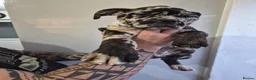 Cane Corso dogs for sale: Exotic Cane Corso Pups - Advert 5