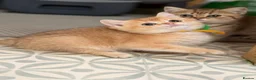 British Shorthair cats for sale: British shorthair/longhair golden kittens  - Advert 29