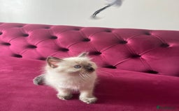 Ragdoll cats for sale: Cute ragdoll🌹🤎 - Image 3