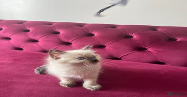 Ragdoll cats - Advert 12