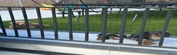 Miniature Dachshund dogs for stud: ✨BEETLEJUICE✨ MINI LONG HAIRED ✨KC - Advert 4