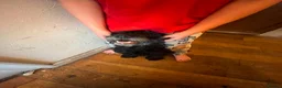 Mixed Breed dogs for sale:  **  Nibblet in Bordon - Advert 12