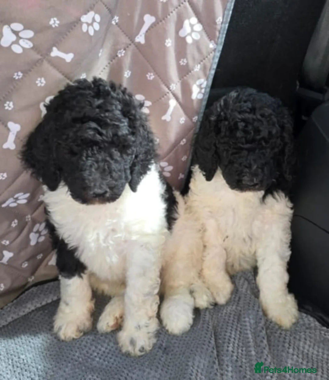 Standard Poodle dogs for stud: Brown & white parti standard poodle  - Advert 15