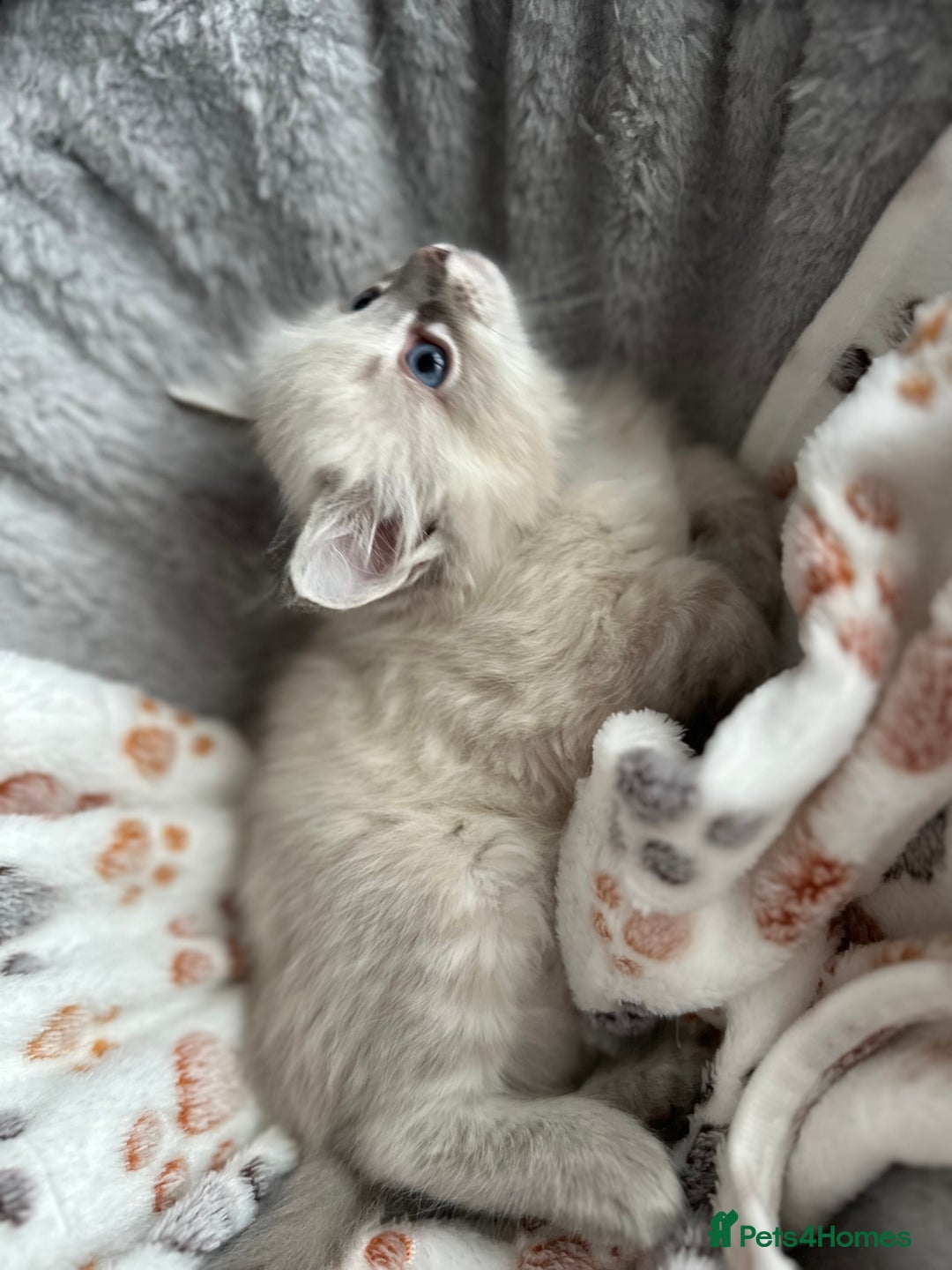 Ragdoll cats for sale: Gorgeous ragdoll kittens  - Advert 18