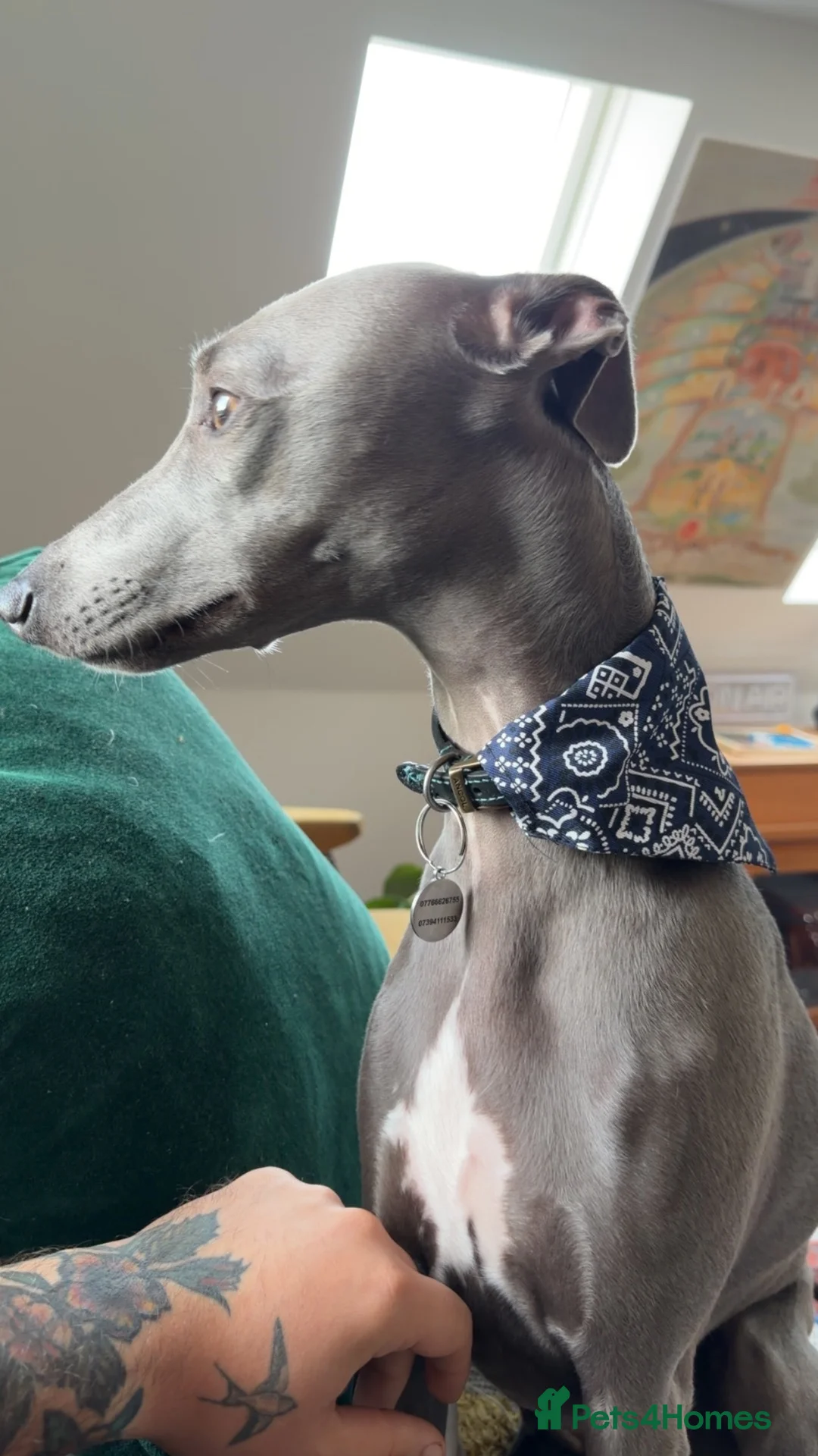 Whippet dogs for sale: Beautiful 2-Year-Old Whippet ❤️ in Kettering - Advert 2