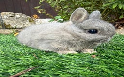 Netherland Dwarf rabbits for sale: Pure Netherland Dwarf - Image 7