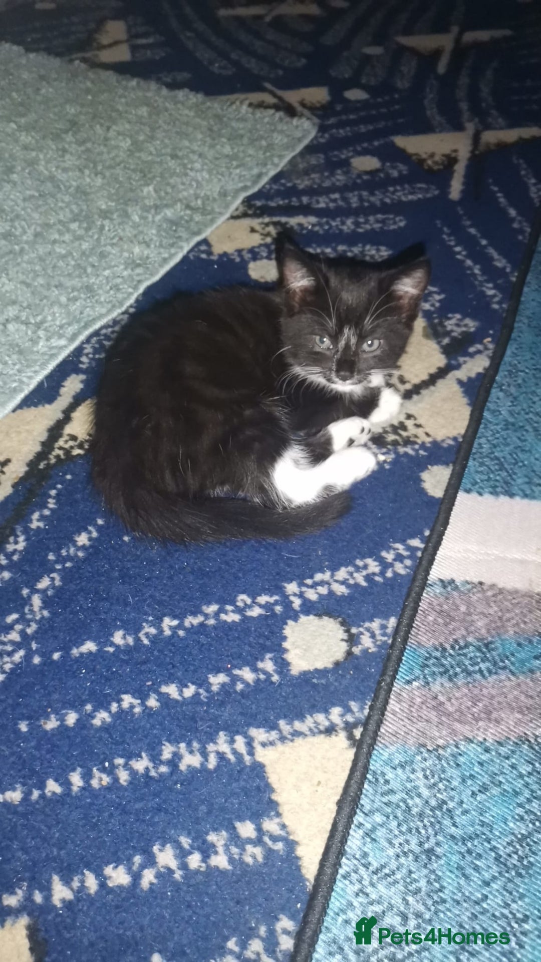 Mixed Breed cats for sale: Mixed bread 4 lovely kittens - Advert 5