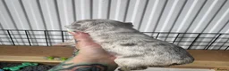 French Bulldog dogs for sale: French bulldogs all visual fluffys - Advert 7