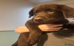 Mixed Breed dogs for sale: Chocolate Shepradors - Image 26