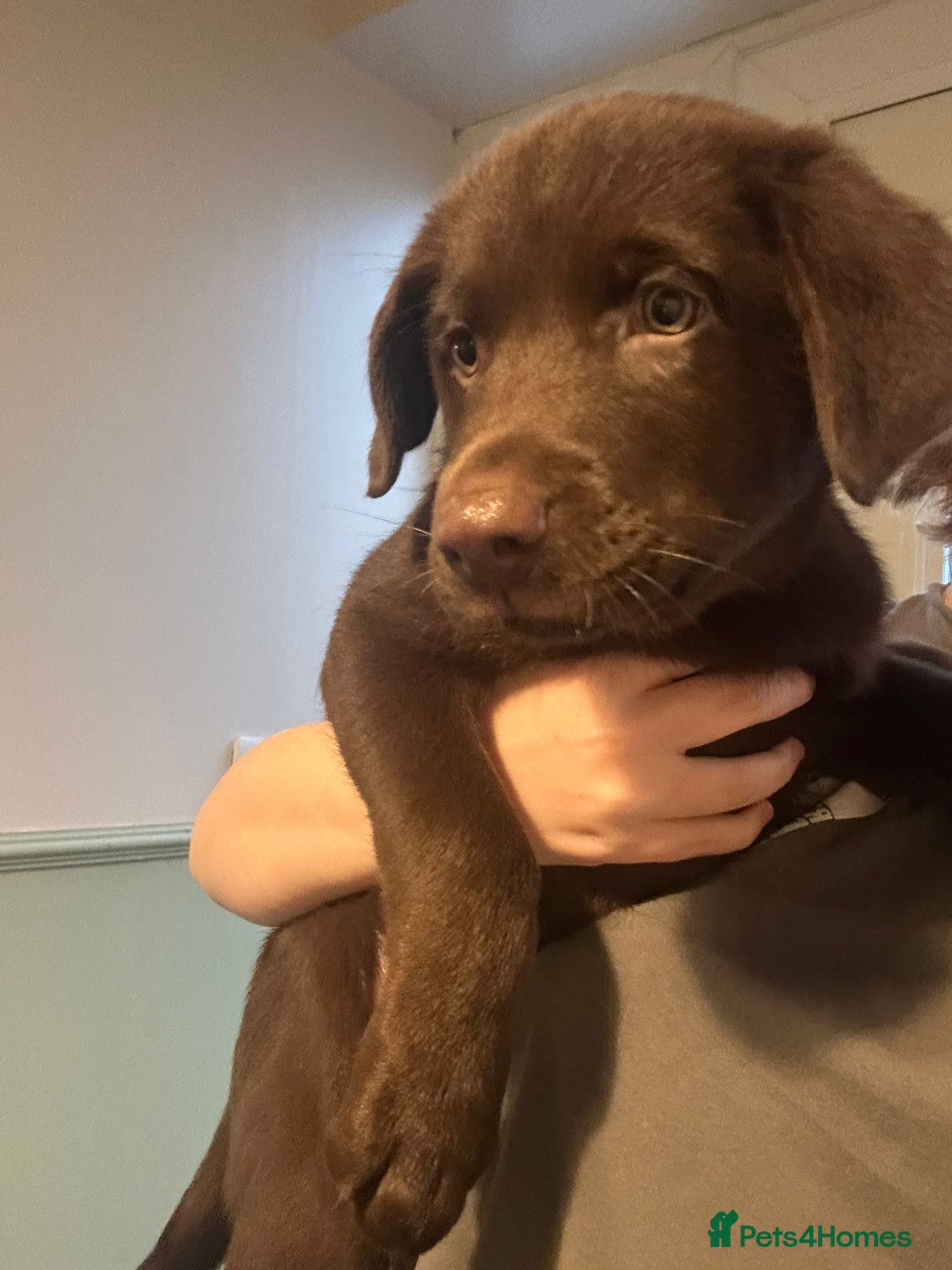 Mixed Breed dogs for sale: Chocolate Shepradors - Image 26