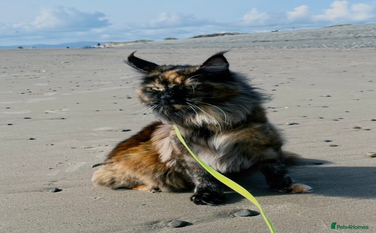 Maine Coon cats - Advert 4