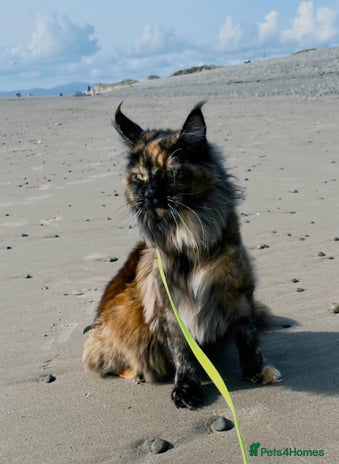 Maine Coon cats - Advert 5