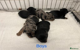 Jack Russell dogs for sale: Jack Russell  - Image 3