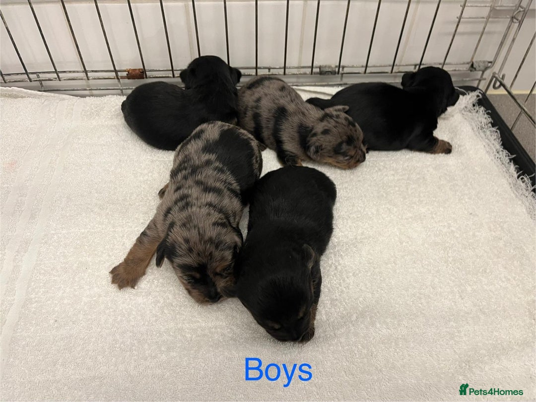 Jack Russell dogs for sale: Jack Russell  - Image 3