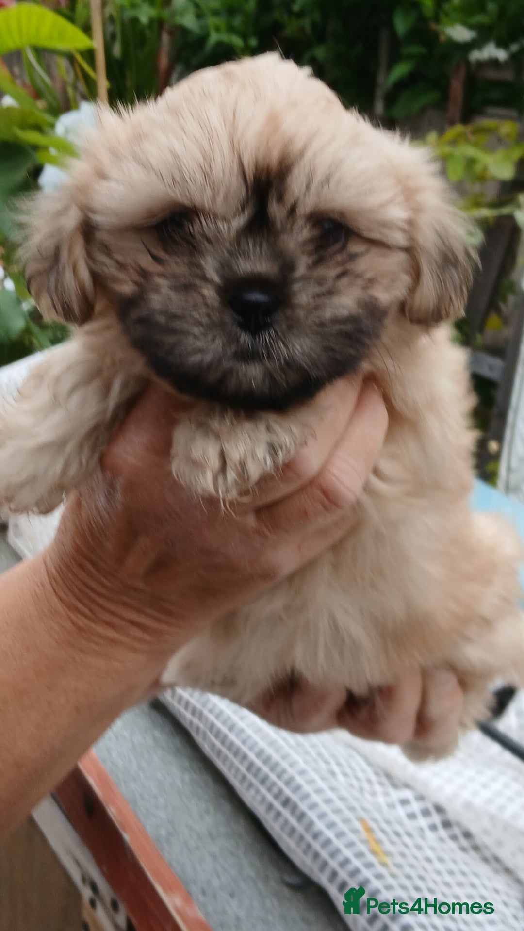 Shihpoo dogs for sale: 2 x shihpoo pups  - Image 4