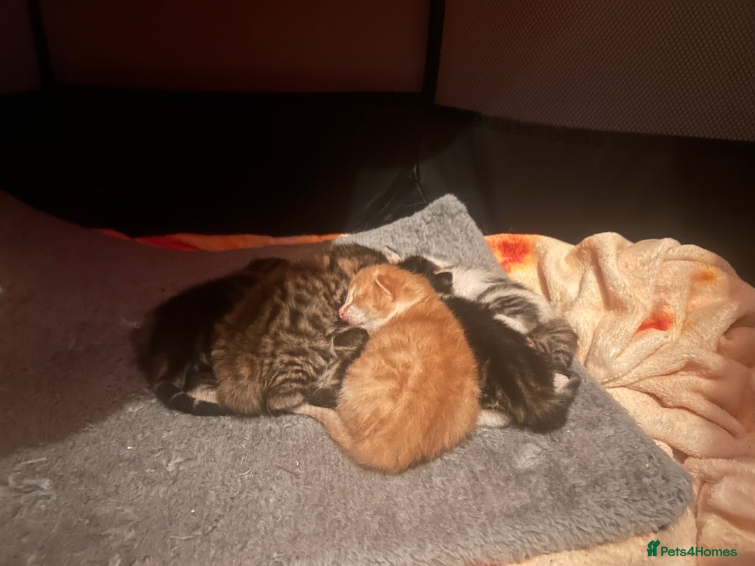 Maine Coon cats for sale: 1 GIRL / 5 BOYS - Image 2