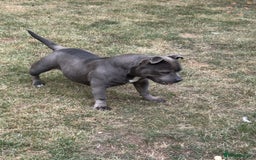 Staffordshire Bull Terrier dogs for sale: Staffordshire Bull terrier  in Birmingham - Image 3