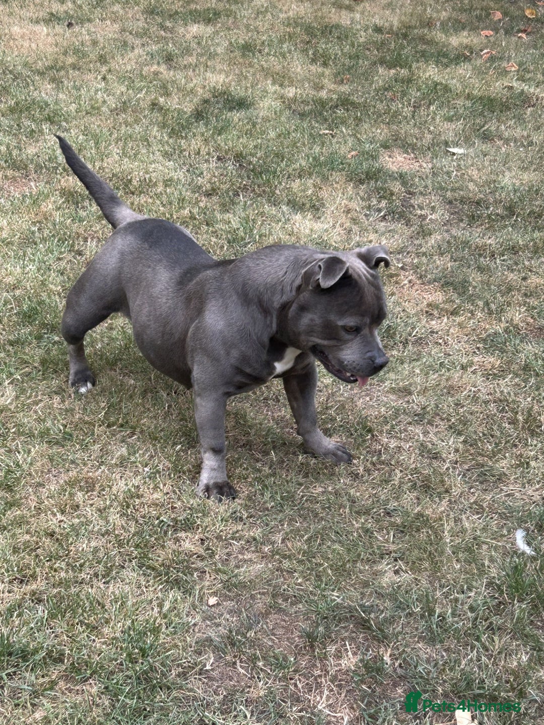 Staffordshire Bull Terrier dogs for sale: Staffordshire Bull terrier  in Birmingham - Image 3